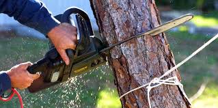 Best Fruit Tree Pruning  in Petaluma, CA