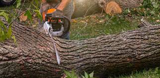 Best Arborist Consultation Services  in Petaluma, CA