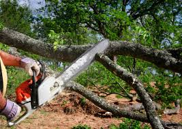 Best Emergency Tree Removal  in Petaluma, CA