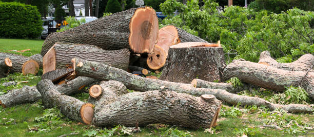 Best Emergency Tree Removal  in Petaluma, CA