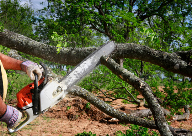 Best Tree Removal  in Petaluma, CA