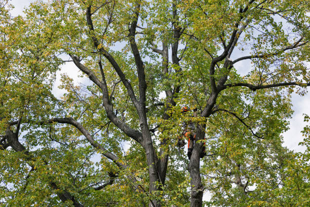 Best Firewood Processing and Delivery  in Petaluma, CA